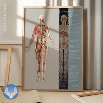 Sclerotomes Pain Map anatomy chart for clinics Sclerotomes Pain Map anatomy chart for clinics